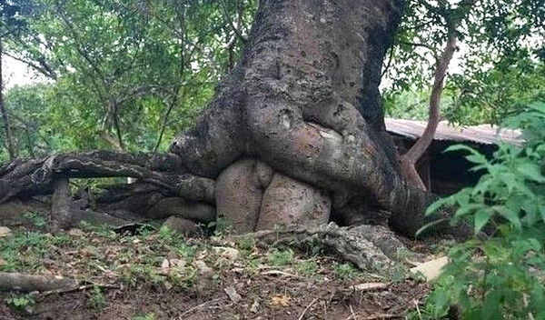 Деревянный PornHub