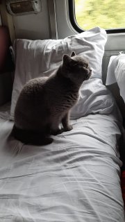 Еще к котовторнику. Поездатые коты