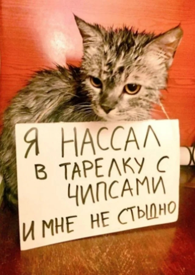 Подборка забавной живности