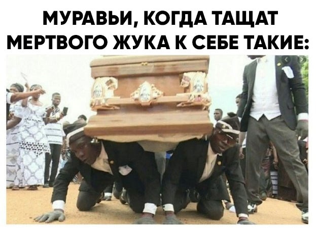 Весёлый полтишок 4.04