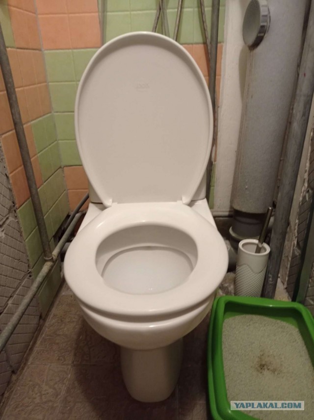 Жизнь одного туалета