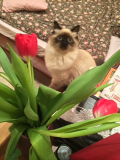 Котовторник  08.04.2014