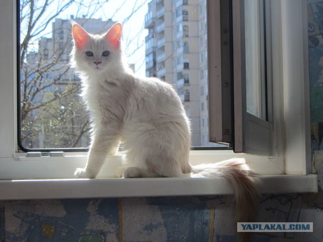 Котовторник 29.04.14.