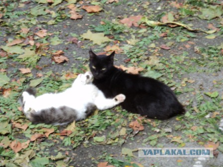 Котовторник 16.09.14