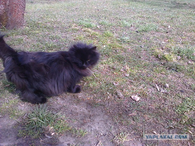 Котовторник 28.10.2014