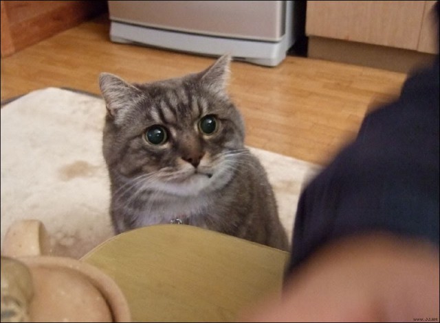 Котики