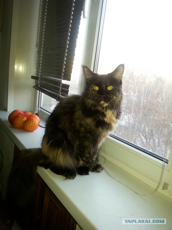 Котовторник 22.12.2015