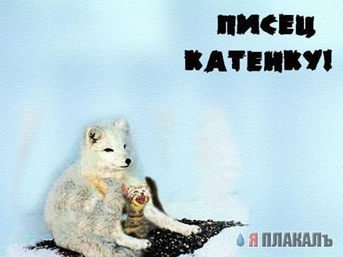 Кошки и Собаки - большая подборка