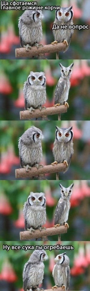 Прикольные картинки и демотиваторы