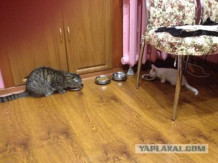 Восьмомартовский котовторник