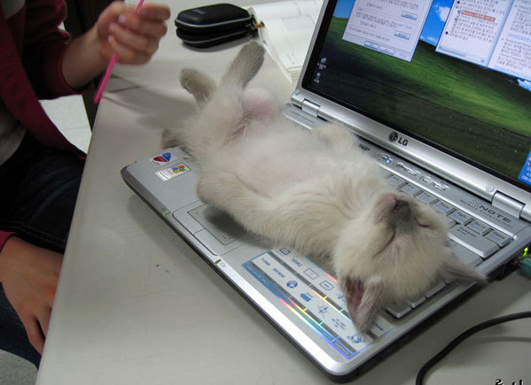 Коты, кошки, котята