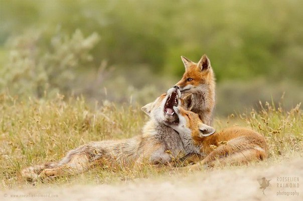 Божьи твари