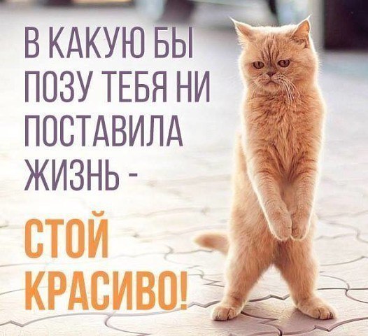 Прикольные животные
