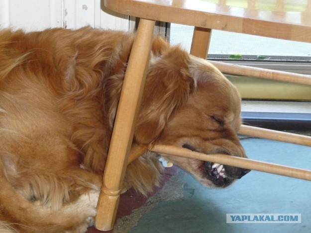 21 собака, которая спит, где ей вздумается, и ей наплевать на ваше мнение