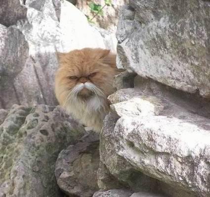 Самые смешные животные