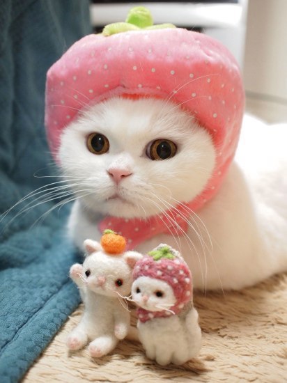 Коты и Кошки