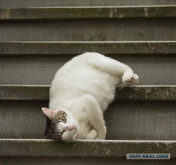 Котовторник 23/05/2017