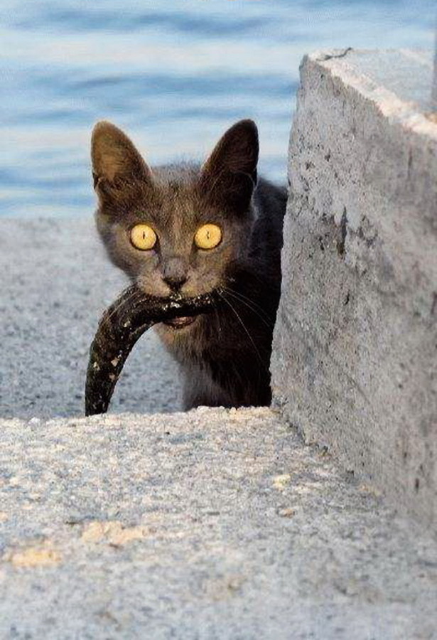 Коты и Кошки