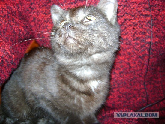 Забыли котовторник? А вот он!