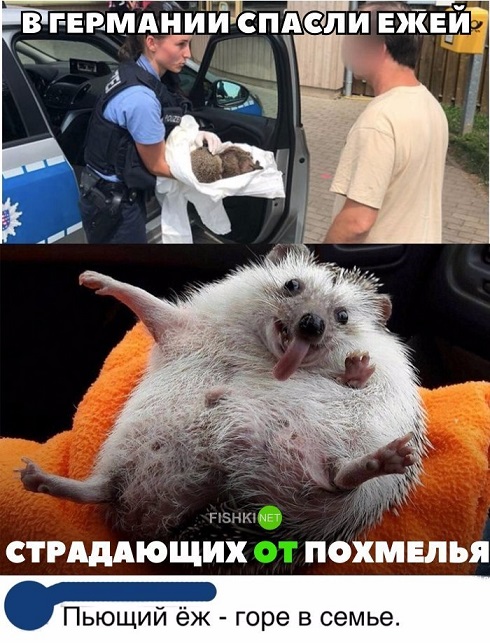 Прикольные картинки
