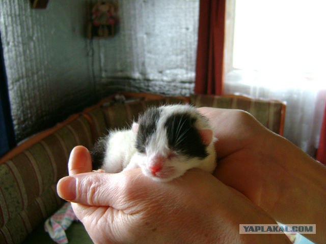 Котовторник 24.04.2012