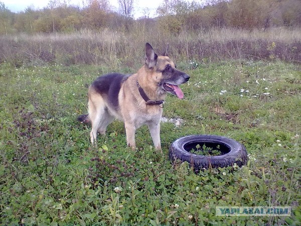 Собакочетверг!