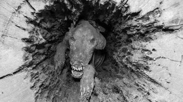 Черно-белая история