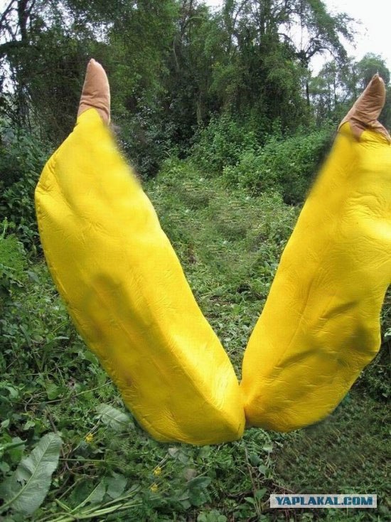 Друзья обезьян