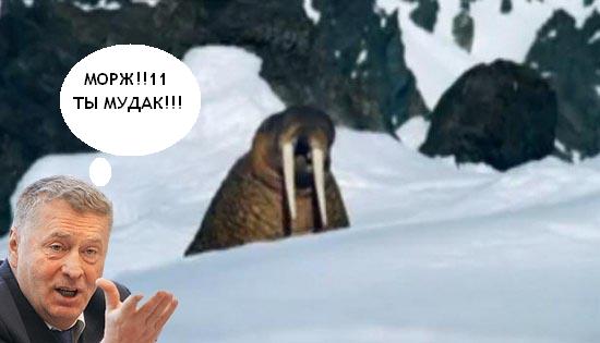 Жабим моржэ!1