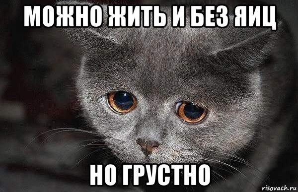 На улицы Чикаго выпустили тысячу диких кошек, чтобы решить проблему с крысами