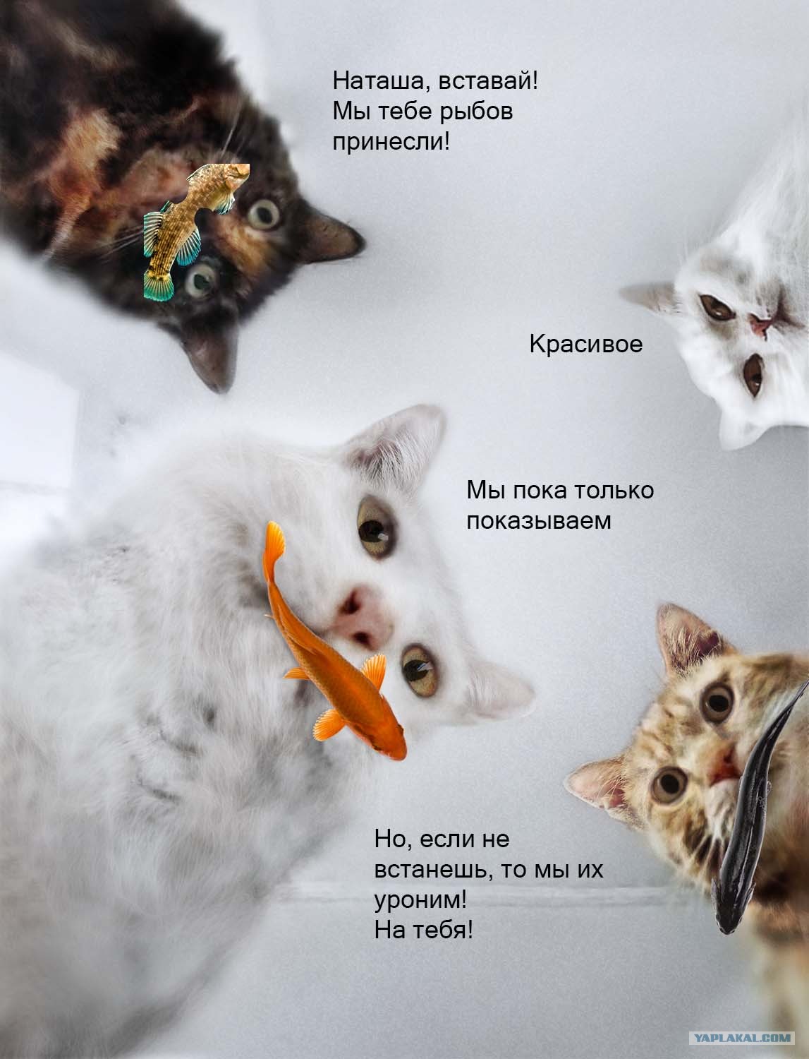 Котам рыбов. Мем с котиками и рыбой. Коты мемы про рыбу. Красивое мемы коты. Мемы с котами и рыбами.