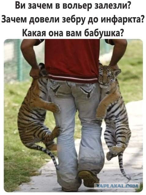 "Бааабушкаааа!" Самый шебутной львенок пристает к своей бабушке, когда они переезжают в новое логово