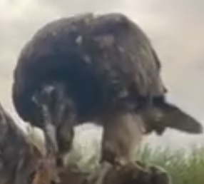 Кто будет козью ножку?