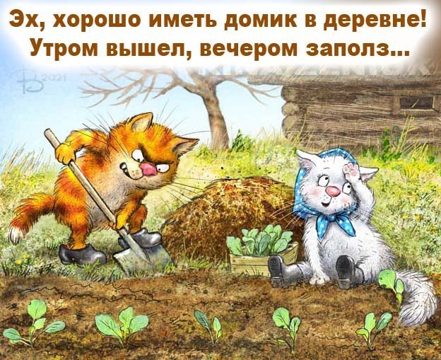 Немного котов из Минска