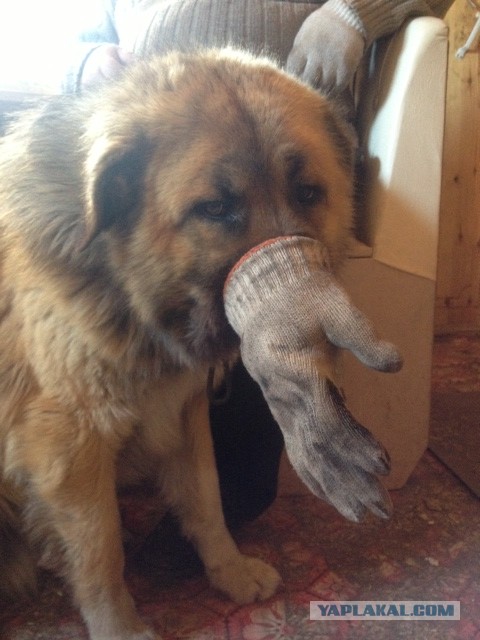 10 самых агрессивных пород собак