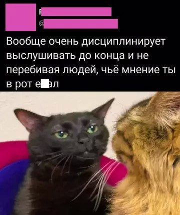 К котовторнику: подборка картинок-баянов с котиками и про котиков. Выпуск 38.