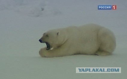 Медведь наведался к библиотеке в поселке Диксон