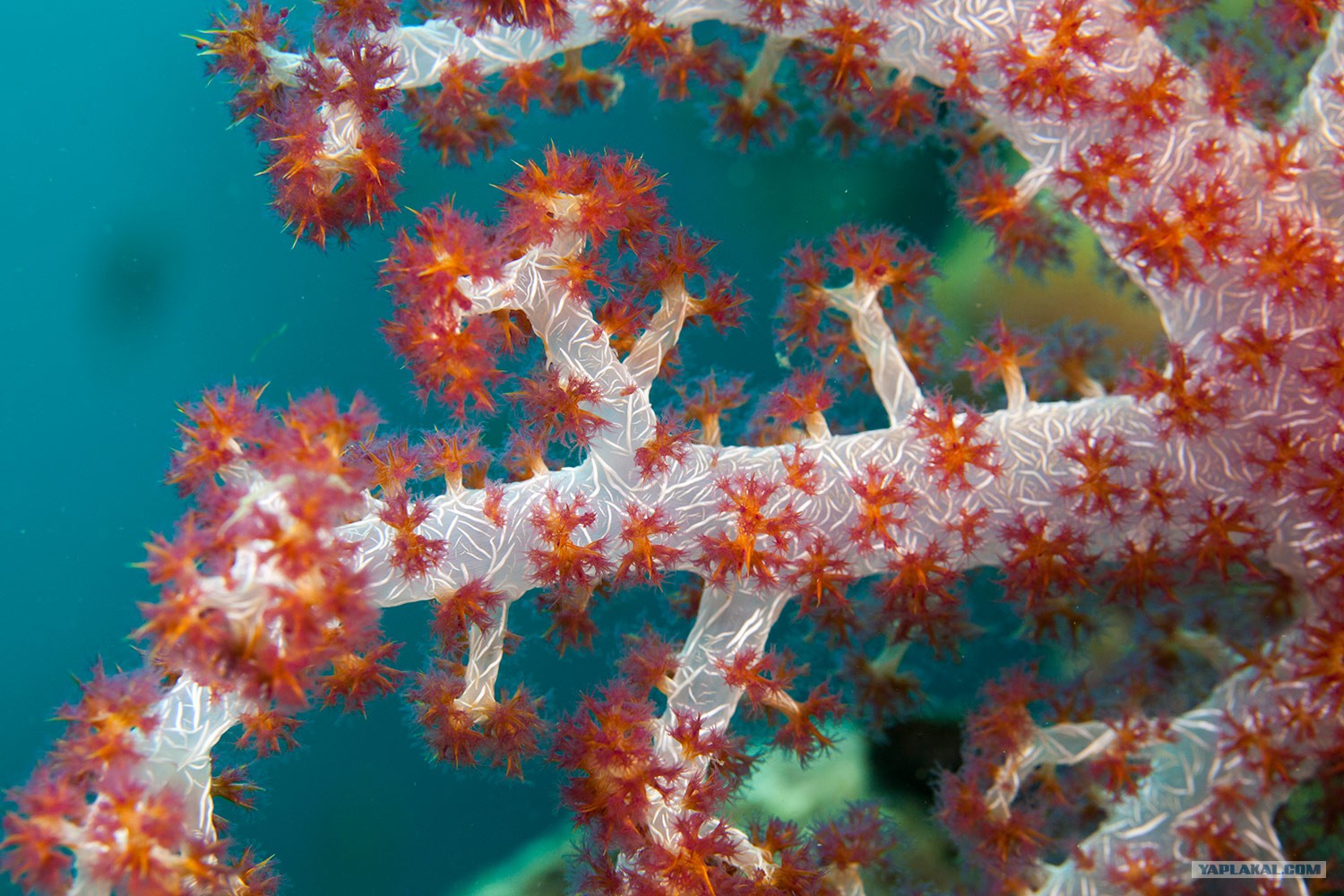 Скелет коралла. Коралловые Кишечнополостные. Красный коралл Кишечнополостные. Скелет роговой известковый коралловых полипов. Шестилучевые коралловые полипы.