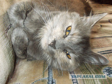 Котовторник 9.12.2014