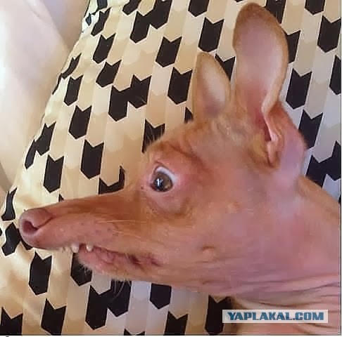 В знак протеста