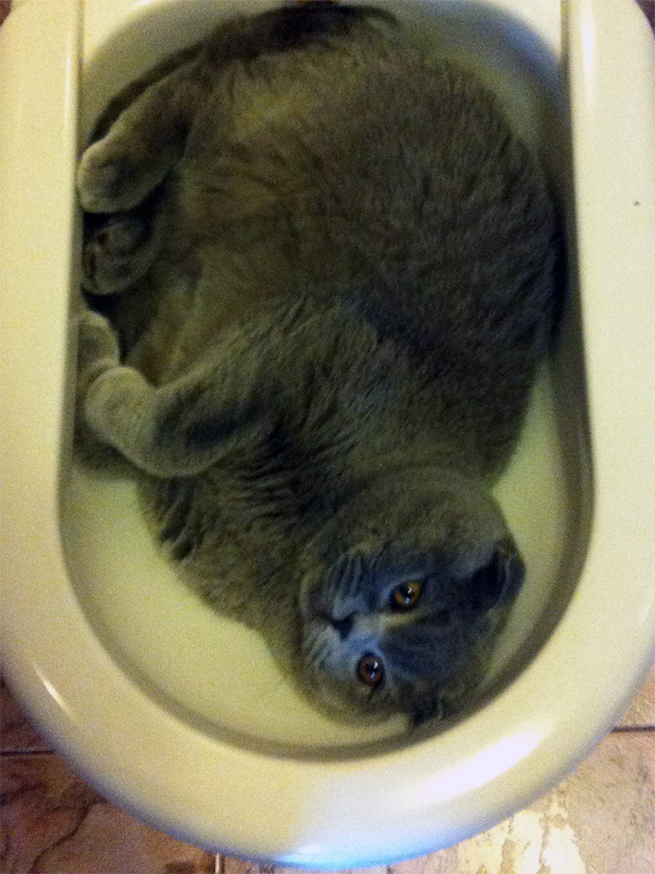 6 причин быть котом