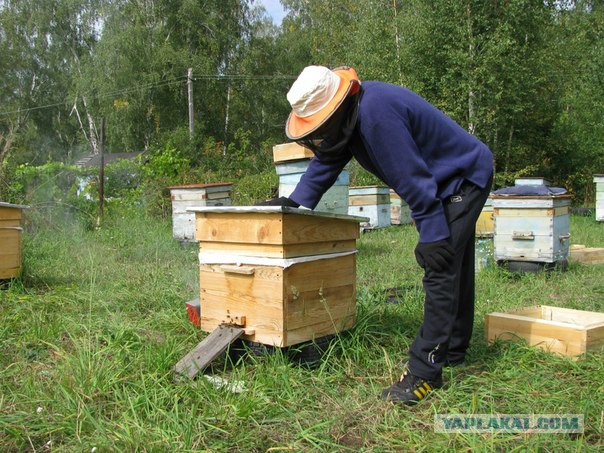 Приветы с рабочих мест ЯПовчан