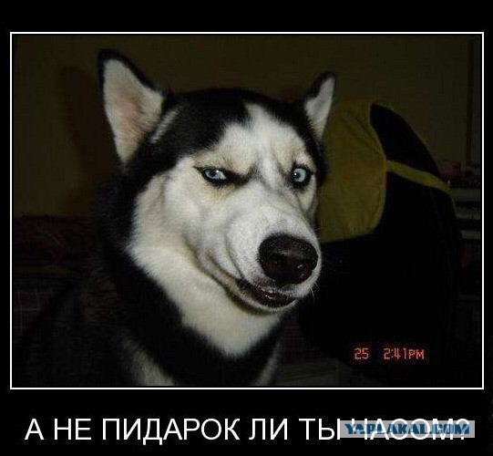 Собакочетверг 17.09.2015