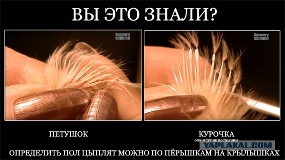 Как это сделано - Цыплята