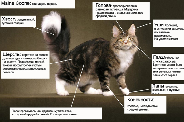 Как должен выглядеть мейн кун