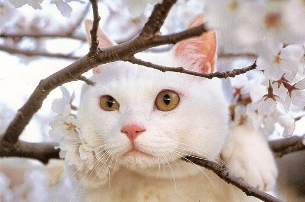 Коты и Кошки