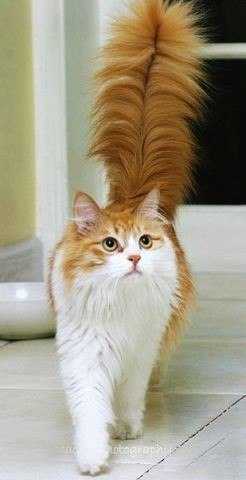 Коты и Кошки