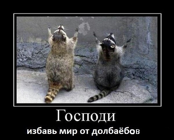 Скотсети и прочие интернеты 07.11.17