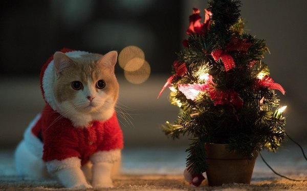 Прикольных котов пост