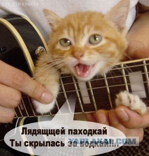 Котовторник! 08.11.11